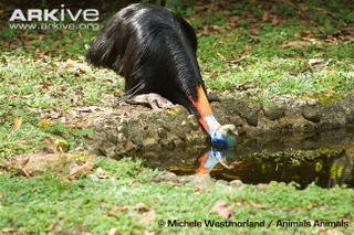 Illustration for article titled Flightless Friday - Casuarius unappendiculatus Edition
